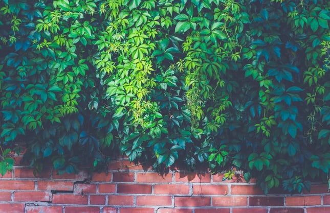 plantas casa fresca.jpeg